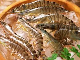 Black tiger prawns