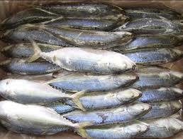 Indian Mackerel