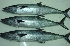King fish