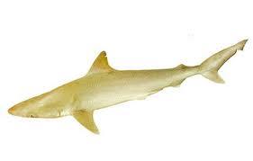 Milk shark