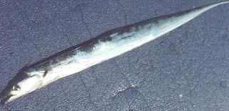 Ribbon fish