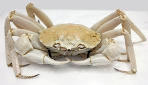 Sea crab