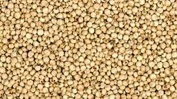 Cattle Jowar Sorghum