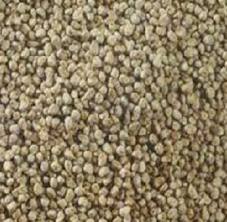 Common Bajra Pearl Millet