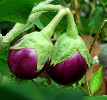 Fresh Brinjal