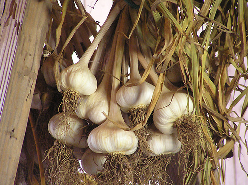 Garlic