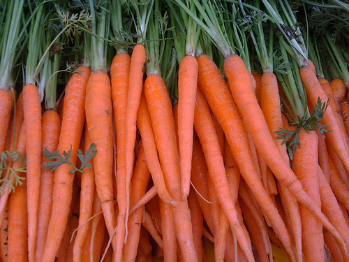 Carrot