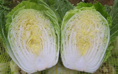 Fresh Cabbage