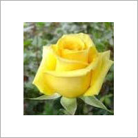 Yellow Roses