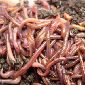 Vermicompost