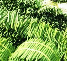 MORINGA STICK