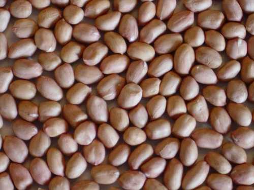 Groundnut kernel
