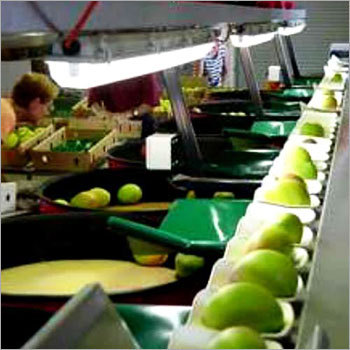 Electronic Inline Fruit Grader
