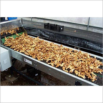 Ginger Sorting Conveyor