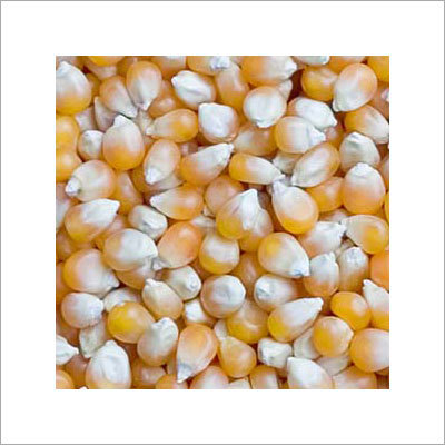 Yellow Maize