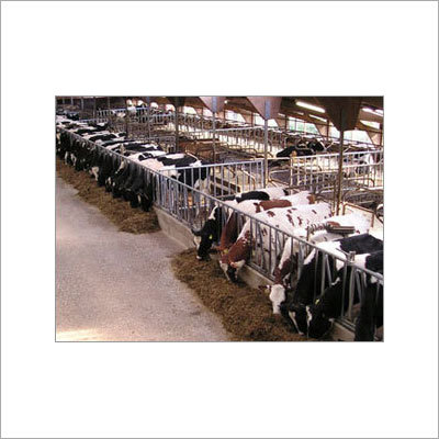Cattle Feed Supplements