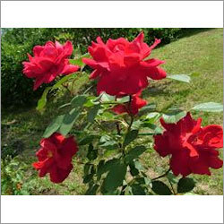 Fresh Red Rose