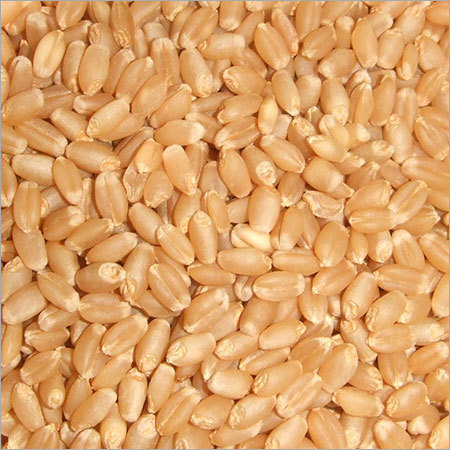 Whole Wheat