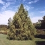 Cupressus Funebris Cupressus Funebris