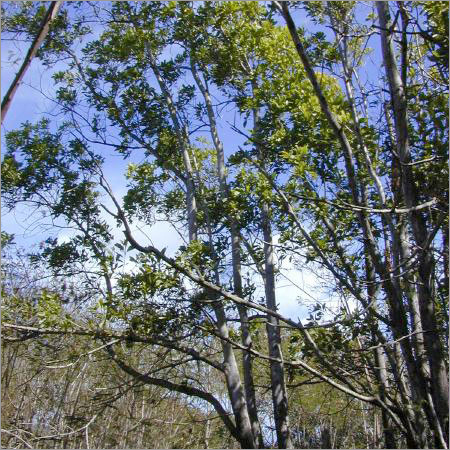 Acacia Mangium Acacia Mangium