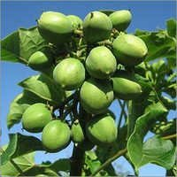 Jatropha Curcas
