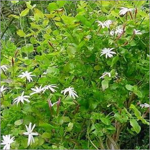 Jasminum Arborescens