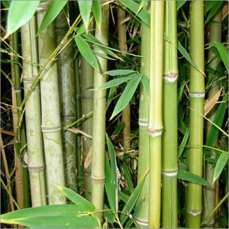 Bambusa Arundinacea Bambusa Arundinacea