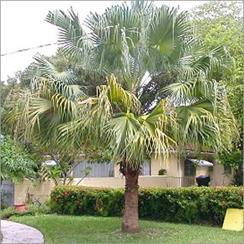 Livistona Chinensis Livistona Chinensis