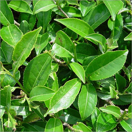 Camellia Sinensis Camellia Sinensis