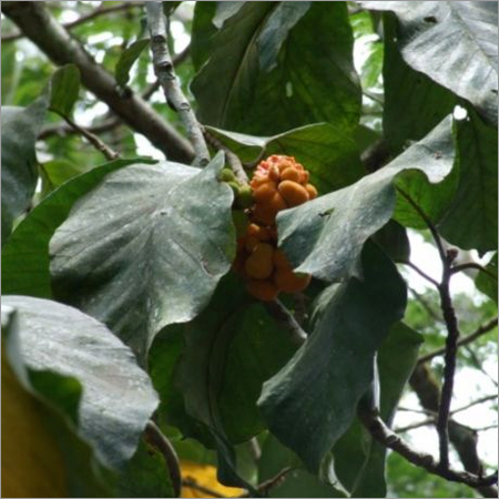 Artocarpus Lakoocha Artocarpus Lakoocha