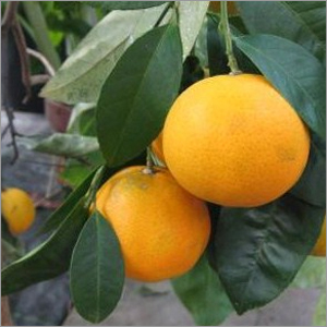 Citrus Reticulata