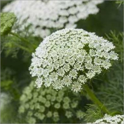 Ammi Majus Ammi Majus