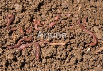 Organic Semi Processed Vermi Compost