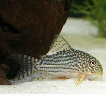Sterba's Catfish