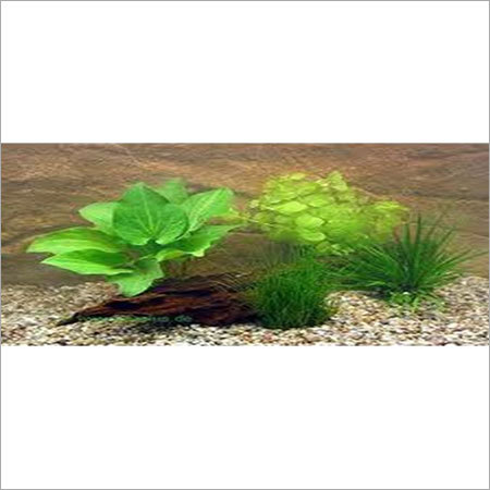 Live Aquarium Plant