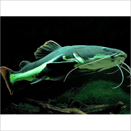 Red Tail Cat fish