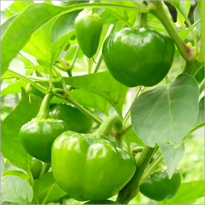 Baby Green Capsicum