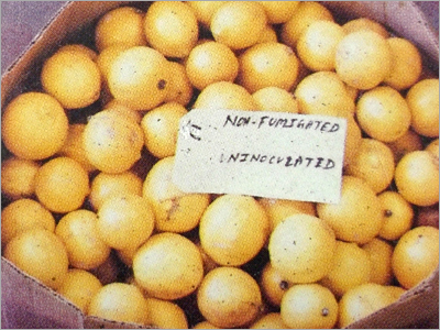 Coating On Fruit