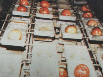 Fruit Processing Machine