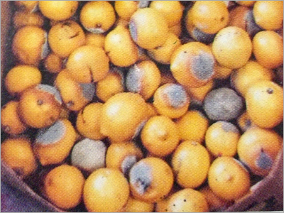 Vegetable Sorting Machine
