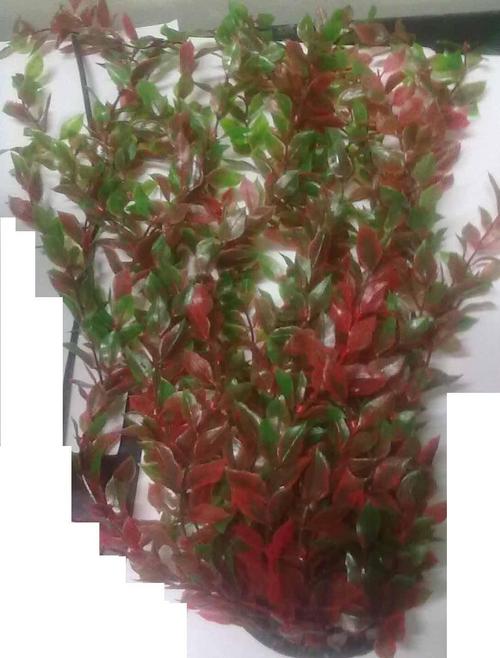 CH L-2016 ,AQUARIUM PLANT BUNCH