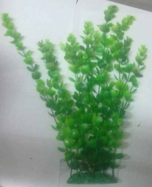 CHICOS CH L,M-1518, AQUARIUM PLANT, 15 "
