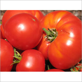 Fresh Red Tomatoes