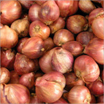 Indian Fresh Onion