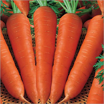 Fresh Red Carrot