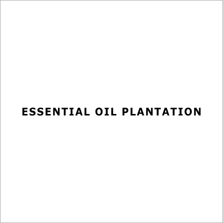 Essential Oil Plantation