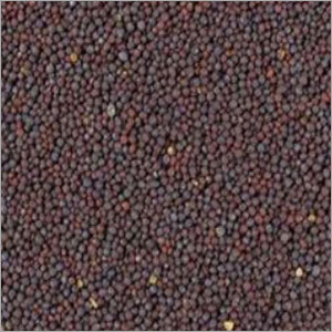 Mustard Seeds