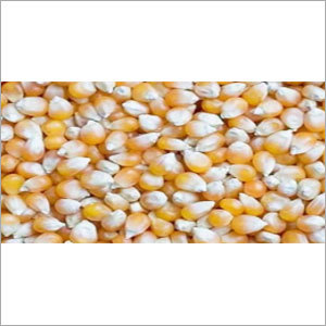 Yellow Maize