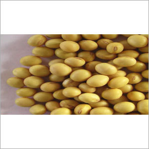 Soya Bean