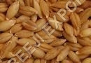 Barley